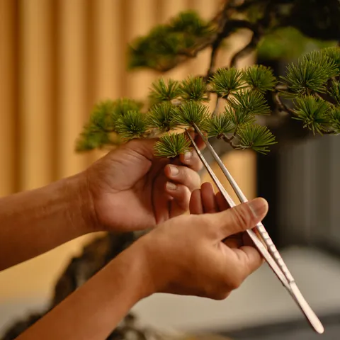 Hands trimming a bonsai pine with tweezers